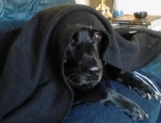 A dog laying on the ground under a blanket.