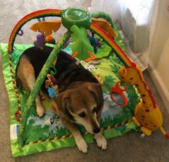 A dog laying on the ground in front of a play gym.